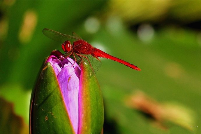 轻盈 优雅 轻巧 可爱的红色蜻蜓图片