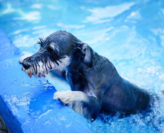 一组玩水的雪纳瑞狗狗图片