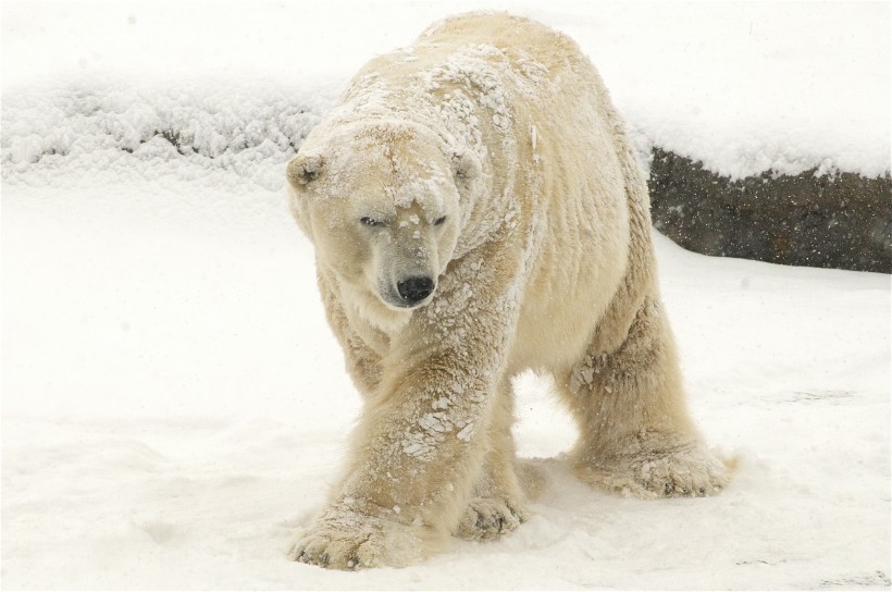 可爱憨厚的北极熊图片