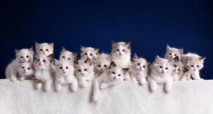 一群超级可爱的小猫咪图片欣赏