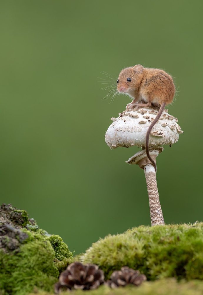 巢鼠的尾巴善于抓握，有助于维持平衡
