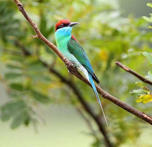 枝头上的蓝喉蜂虎鸟图片