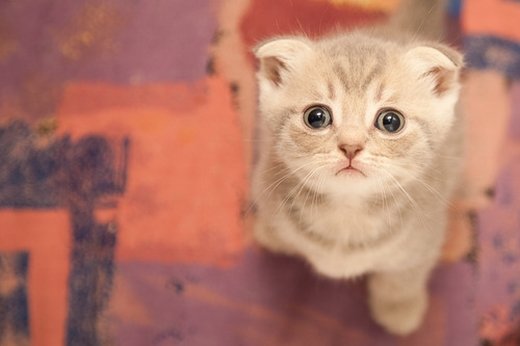 一组淘气可爱的小猫图片