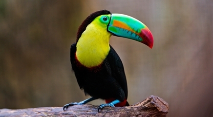 鲜艳彩色的巨嘴鸟图片