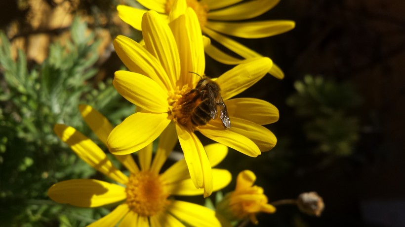 正在花丛中采蜜的蜜蜂图片