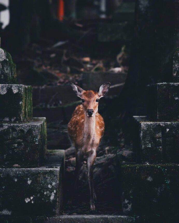 一组意境感超美的奈良小鹿