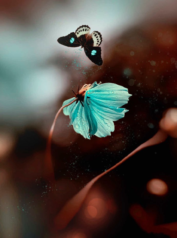 一组蝶恋花的唯美图片