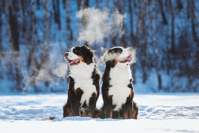 雪地里玩的开心的狗狗图片