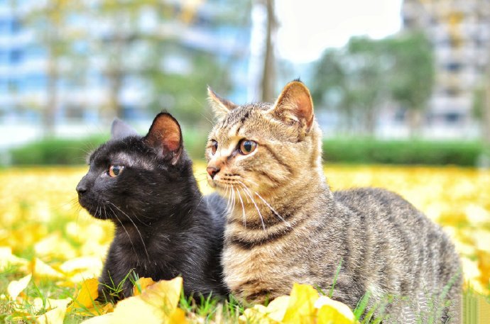 银杏树叶上玩耍的两只小猫