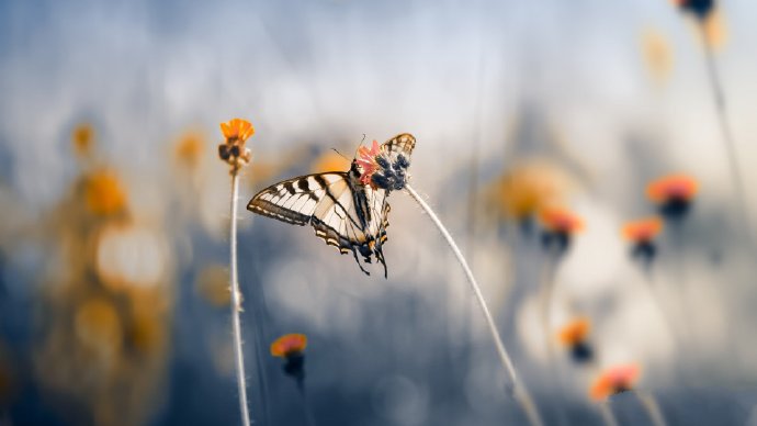 梦幻唯美的蝴蝶摄影高清美图 ​​​​