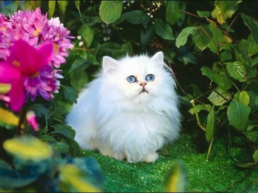 一组漂亮的波斯猫图片