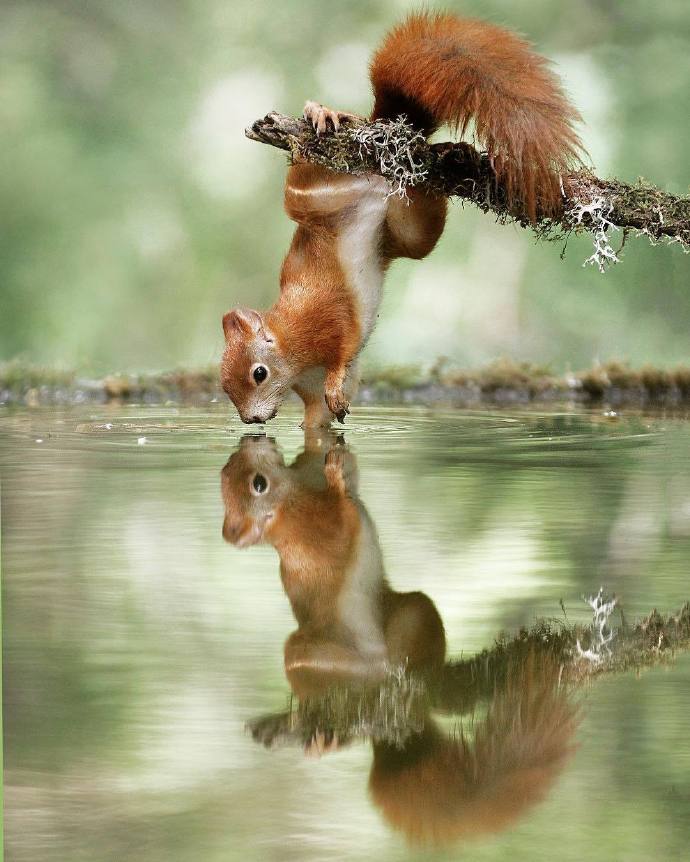 在水边照镜子的小松鼠图片