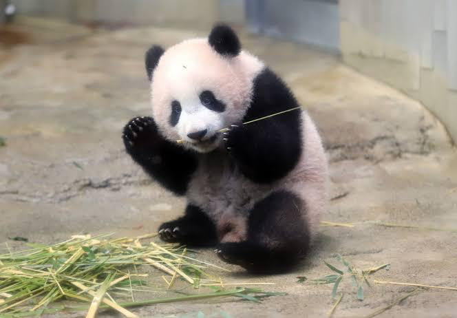 一组可爱呆萌的大熊猫图片