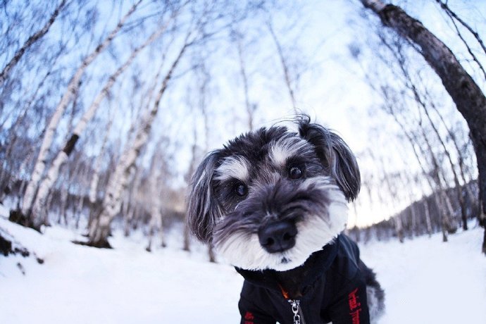在雪地里快乐玩耍的狗狗