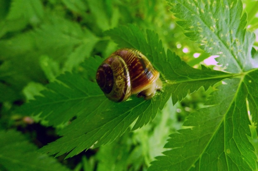 春雨过后出现的野生蜗牛生态动物图片
