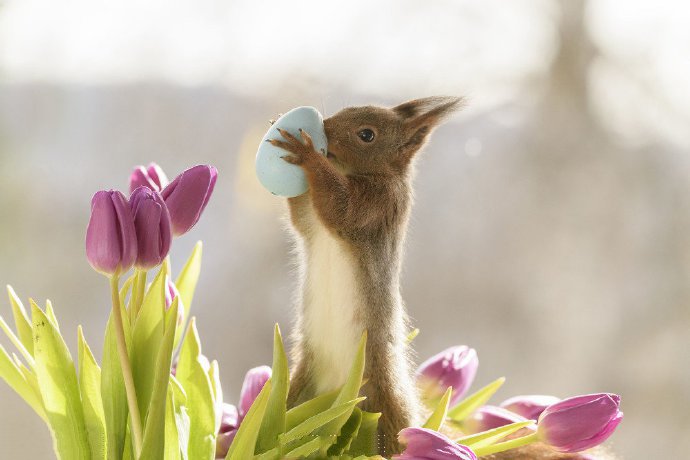 瑞典小松鼠闻香识花迎春天