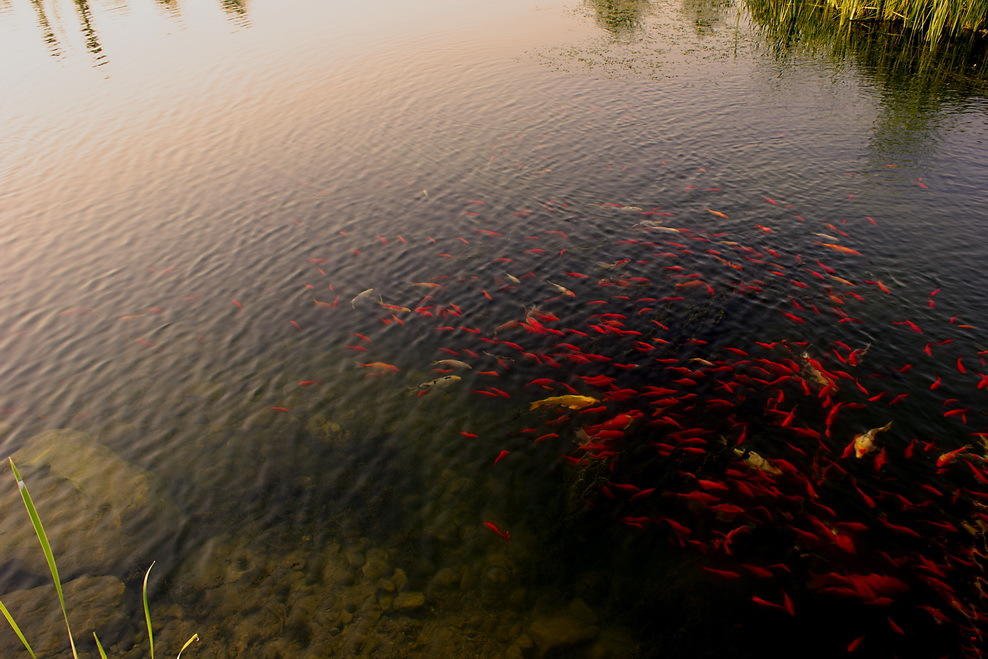 池塘里的红色锦鲤图片