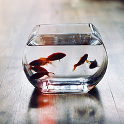 鱼缸里鲜活漂亮的小金鱼图片