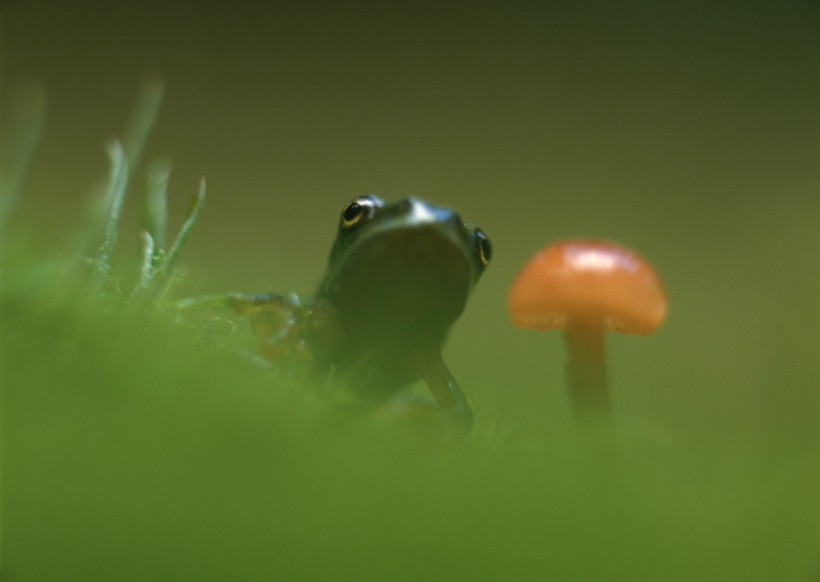 可爱青蛙和植物图片