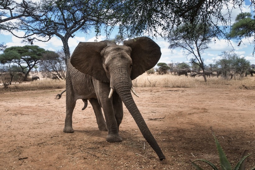 野生的大象图片欣赏
