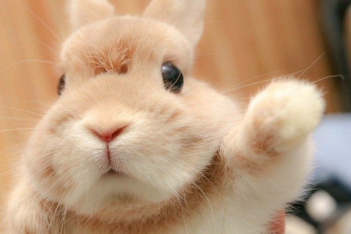 超萌超可爱的棕色小兔兔