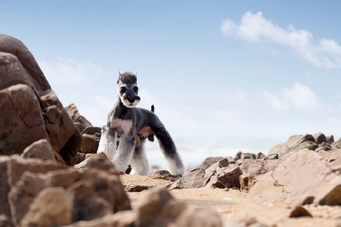 小狗狗在超有特色的岩石海滩欢脱的奔跑