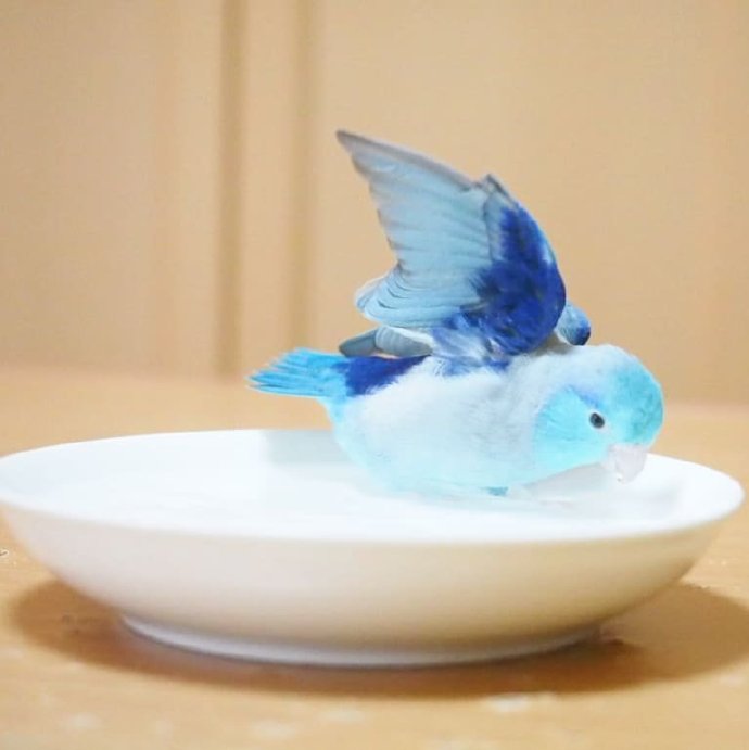 一只酷爱洗澡的鹦鹉鸟
