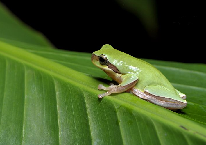 专吃害虫的绿色雨蛙图片欣赏