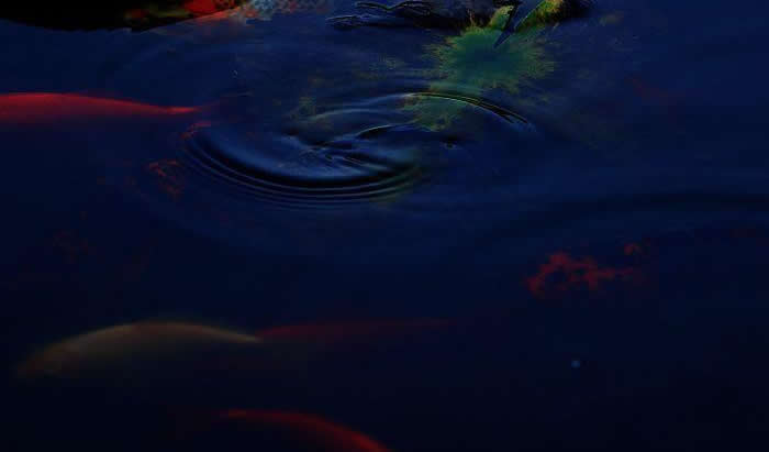 一组悠哉游哉的锦鲤图片