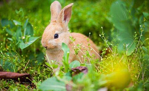 一组乖巧超可爱的小兔子图片