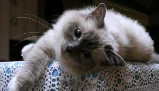 一组毛茸茸的伯曼猫图片