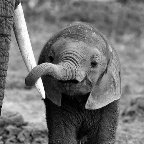 一组超可爱呆萌的大象宝宝