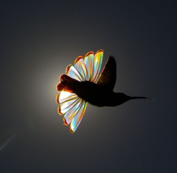 飞舞在阳光下的蜂鸟，产生出的彩虹棱镜效果