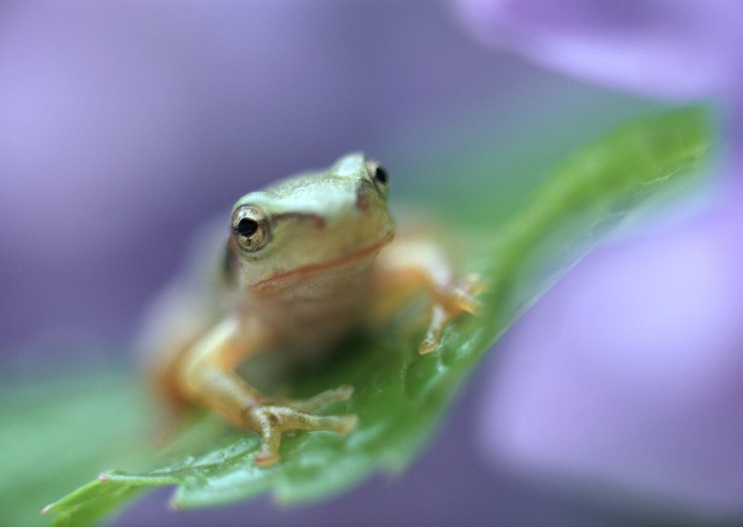 可爱青蛙和植物图片