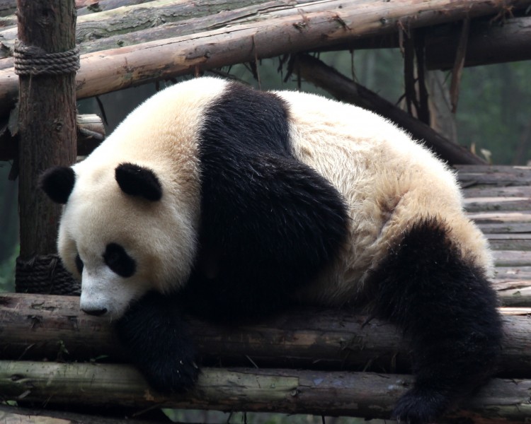 惹人喜爱的熊猫图片欣赏