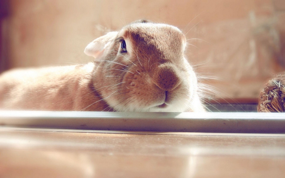萌萌哒的棕色小兔子图片