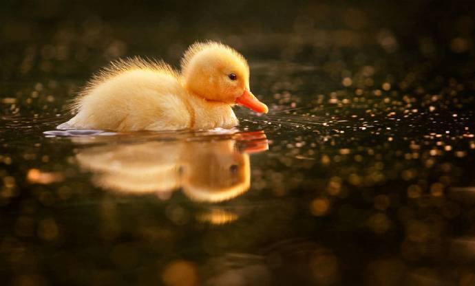 在水里游超可爱的小鸭子