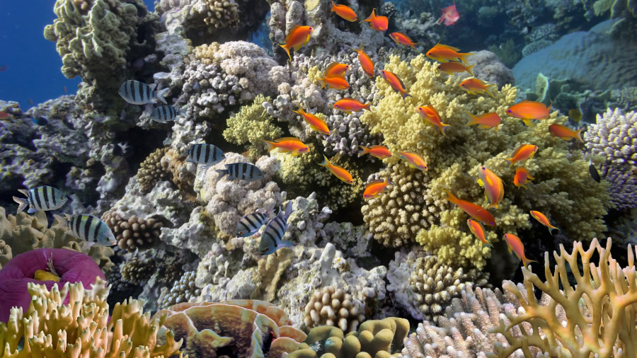 美轮美奂的海底珊瑚鱼群图片
