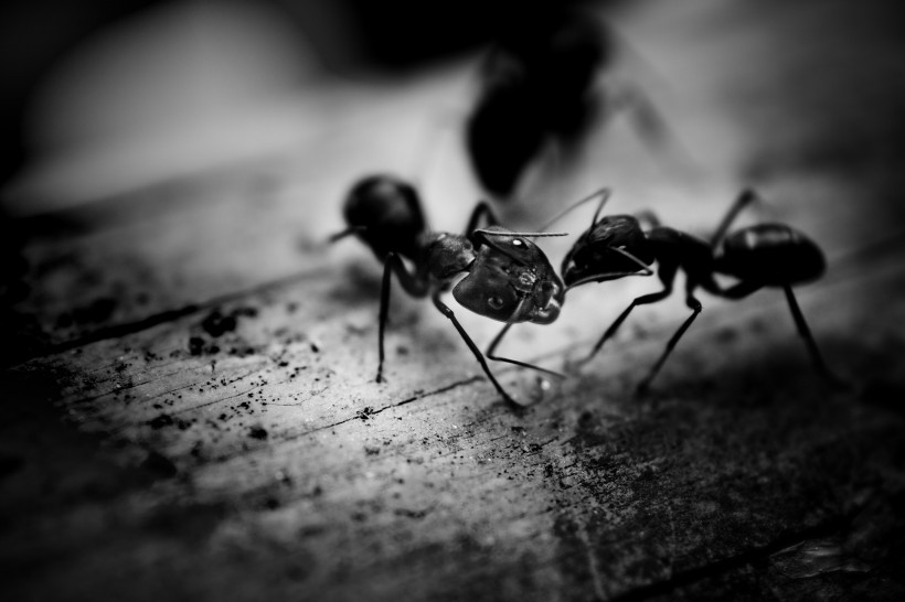 勤劳的蚂蚁图片