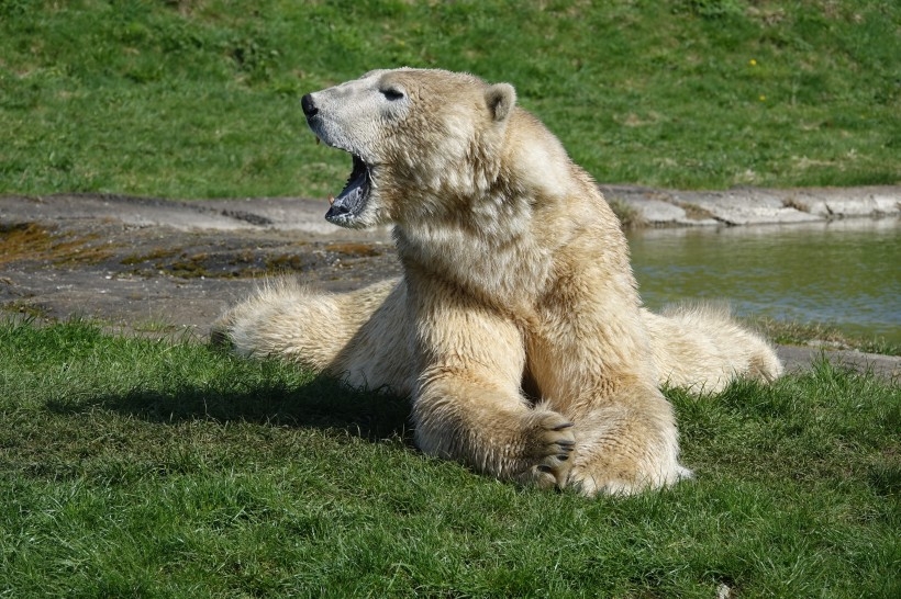 北京动物园北极熊实拍图片