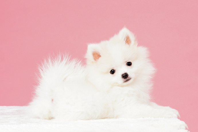 一组白白萌萌的博美狗狗图片