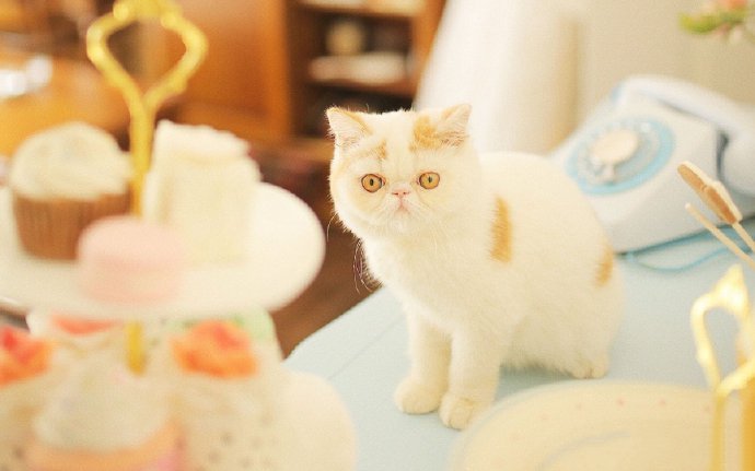 可爱萌宠加菲猫小猫咪摄影图片