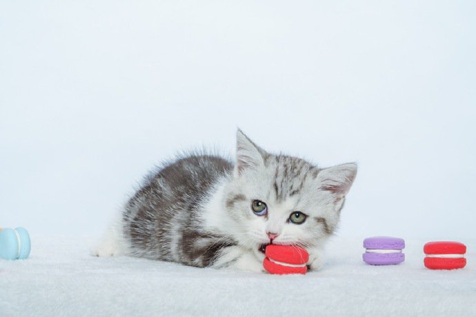 比马卡龙还要甜的当然是小奶猫啦