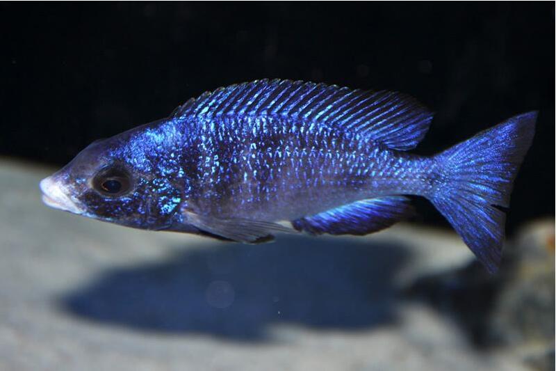 蓝宝石热带鱼图片