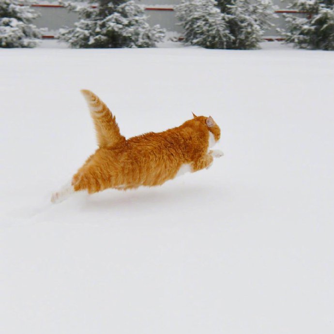 奔跑中的大橘，一道橘光在雪中划过