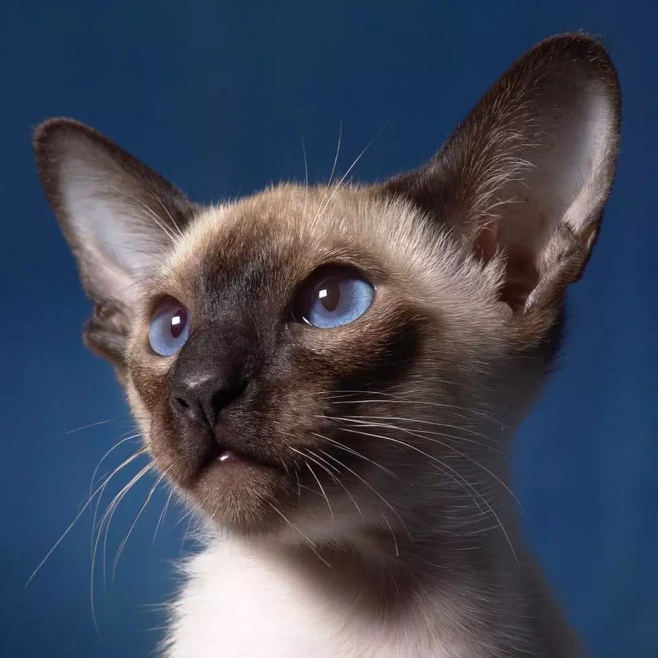 暹罗猫—泰国皇宫出来的贵族猫