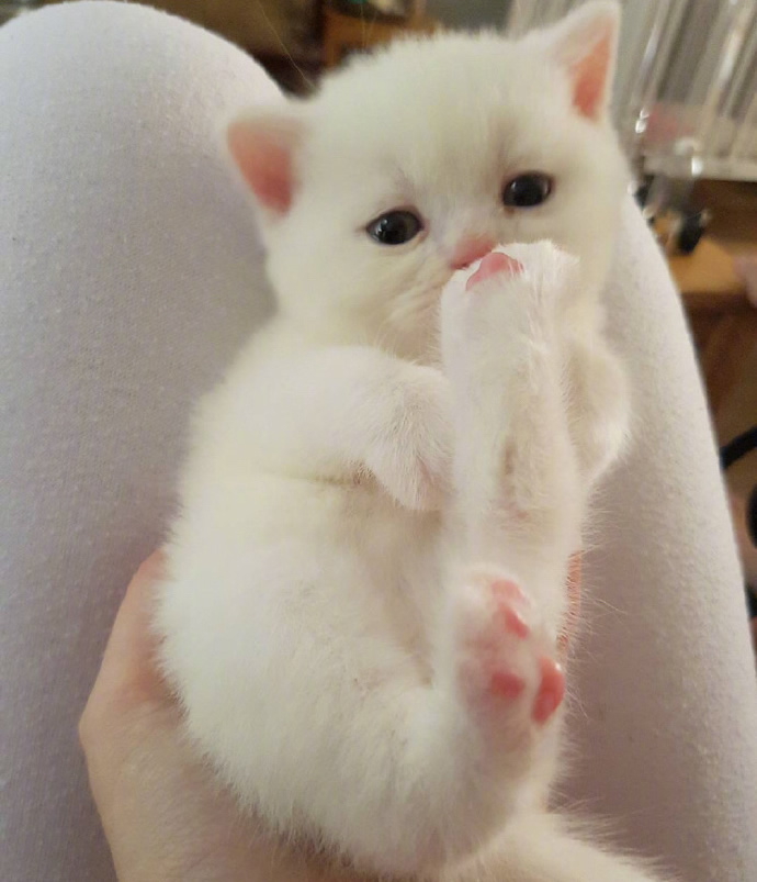 一组漂亮的雪白猫咪图片