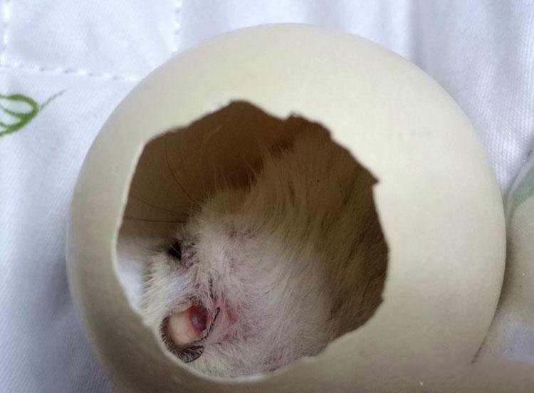 蛋壳里可爱的小仓鼠图片