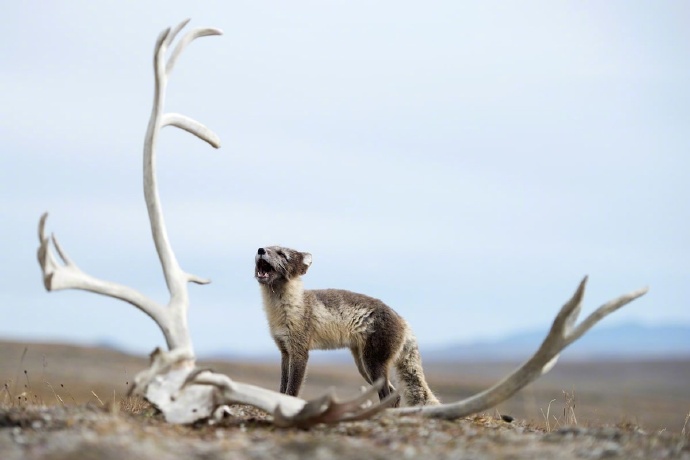 俄罗斯摄影师拍摄的北极狐