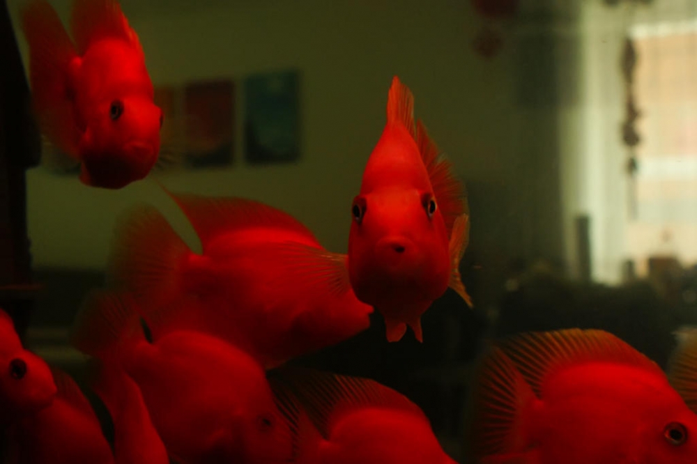 一组鲜红的小金鱼图片